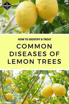 lemon trees with the words how to identify and treat common diseases of lemon trees