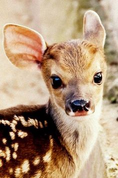 a baby deer is looking at the camera with an alert look on it's face