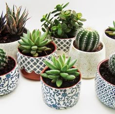 there are many different kinds of succulents in the pots