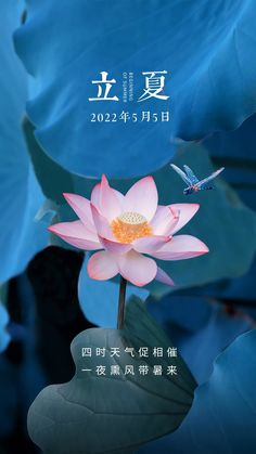 a pink flower sitting on top of a green leaf covered waterlily plant with chinese characters in the background