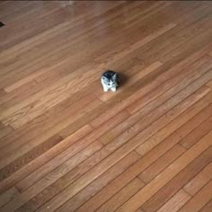 a small kitten sitting on top of a hard wood floor