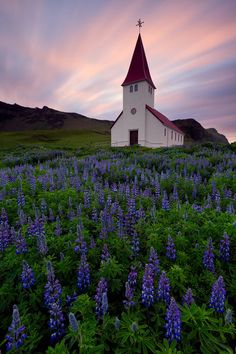 a church with a steeple surrounded by blue flowers at sunset in the country side