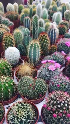 many different kinds of cactus in pots