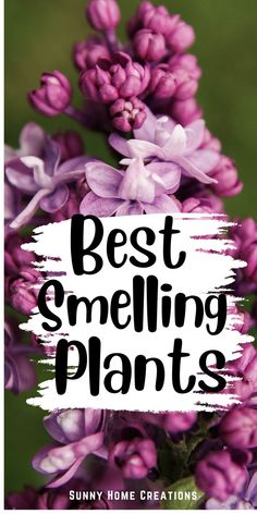 purple flowers with the words best smelling plants