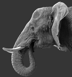 black and white photograph of an elephant with tusks