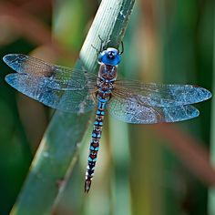 a blue dragonfly sitting on top of a plant