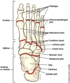 the anatomy of the foot and ankle with labels on each side, labeled in red