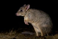 a small rodent standing on top of dry grass in the dark with its mouth open