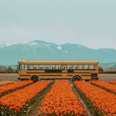 a yellow school bus parked in a field of orange flowers with mountains in the background