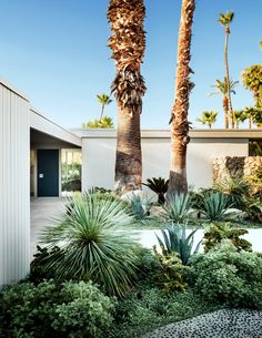 palm trees in front of a house with white walls and green plants on the ground