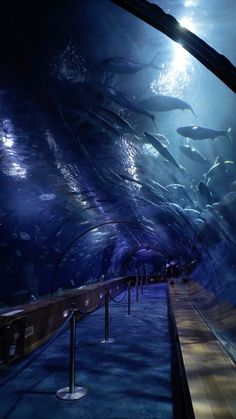 an aquarium filled with lots of fish and people walking through it at night time,