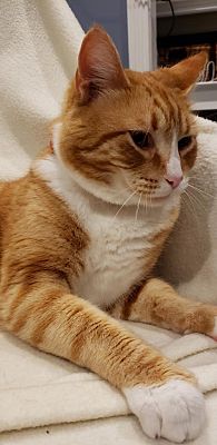 an orange and white cat laying on top of a couch