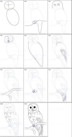 the steps to draw an owl