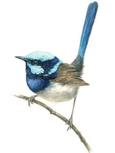 a drawing of a blue and white bird on a branch with its wings spread out