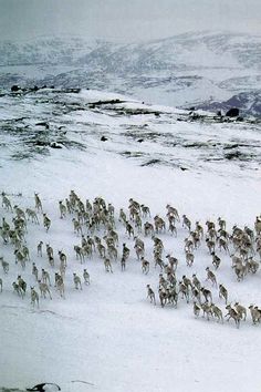 a large herd of animals running across a snow covered field with mountains in the background