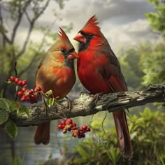 two red birds sitting on top of a tree branch next to each other with berries