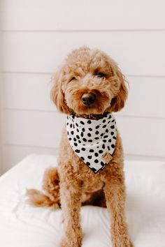 a brown dog wearing a polka dot bandana on top of a white bedspread