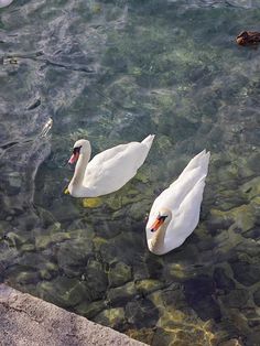 two white swans swimming in the water near rocks and ducks floating on it's side