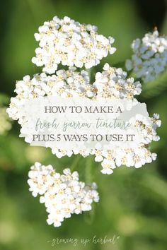 If you have yarrow growing nearby, here's how to make a fresh yarrow tincture that you can have on hand for future use. Also included are 5 ways to use it! Yarrow Tincture, Holistic Health Remedies, Herbal Tinctures, Herbal Recipes, Herbal Healing, Herbs For Health, Headache Relief, Holistic Remedies, Homemade Cleaning