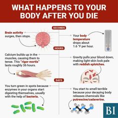 a diagram explaining what happens to your body after you die are shown in this graphic