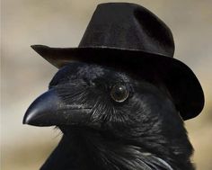 a black bird with a hat on it's head is looking at the camera