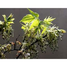 green leaves and buds on the branches of a tree in front of a dark background