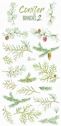 watercolor christmas branches and pine cones on white paper with the words, conifer branches