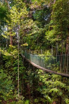 Pont suspendu dans la jungle de Taman Negara Taman Negara Malaysia, Malaysia Nature, Malaysia Resorts, Jungle Life, Malaysia Travel, Dream Vacations Destinations, Travel Wishlist, Dream Holiday, Travel Inspo