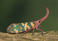 an orange and green insect with spots on it's body sitting on a tree branch