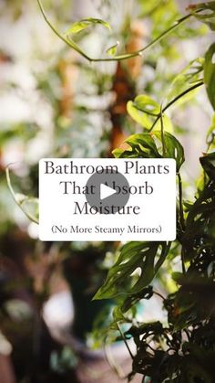 an image of bathroom plants that dorr moisture no more steamy mirries?