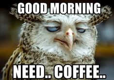 an owl with blue eyes and the words good morning need coffee