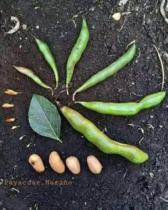 some green beans and other vegetables are on the ground with their roots sprouting