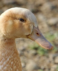 a close up of a duck's head with grass and dirt in the background