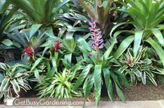 many different types of plants and flowers in a garden