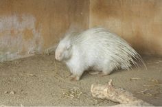 a porcupine is walking around in the dirt near a wall and dead animal