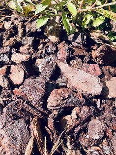 rocks and dirt in the ground next to a plant