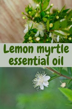 the words lemon myrtite essential oil are in front of a green plant with white flowers