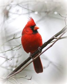 a red bird sitting on top of a tree branch with merry christmas written in the background