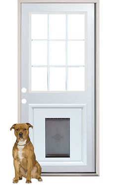 a brown dog sitting in front of a white door with a screen on it's side