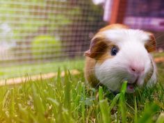 a small brown and white guinea pig sitting in the grass