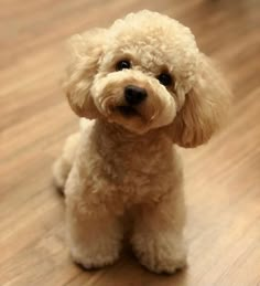 a small white dog sitting on top of a wooden floor