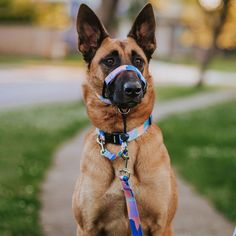 a brown dog with a blue muzzle and leash