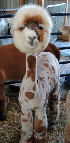 an alpaca standing next to another animal in a pen