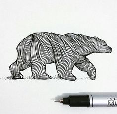 an ink drawing of a bear walking on the ground