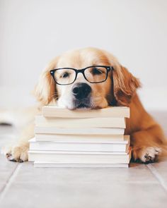 a golden retriever dog wearing glasses and leaning on a stack of books to look at the camera