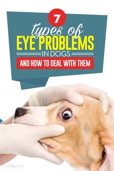 a dog being examined by a veterinator with the words 7 types of eye problems in dogs and how to deal with them