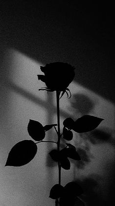 a black and white photo of a single rose in the dark with its shadow on the wall