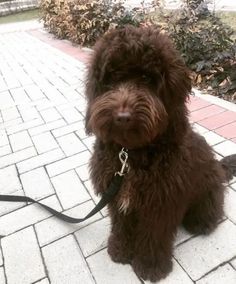 a small brown dog sitting on top of a brick walkway next to a tree and bushes