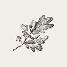 the branch of an oak tree with leaves and berries on it, vintage engraved engraving style