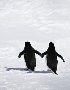 two penguins facing each other in the snow